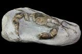 D Fossil Crab (Pulalius) Washington - Washington State #67569-2